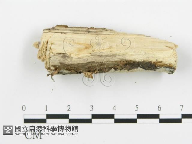 登錄號:F0016956藏品圖，第4張