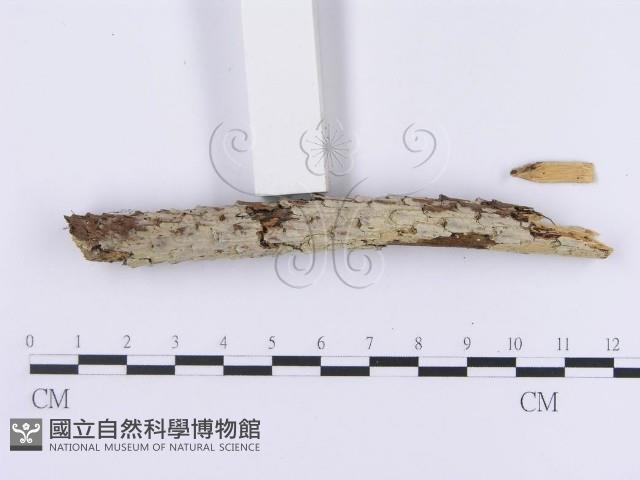 登錄號:F0002956藏品圖，第4張