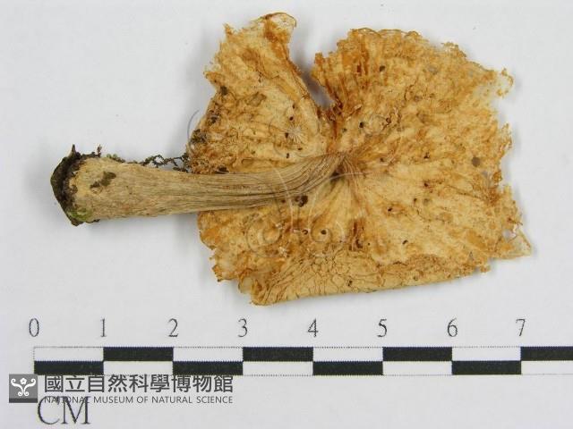 登錄號:F0012956藏品圖，第4張