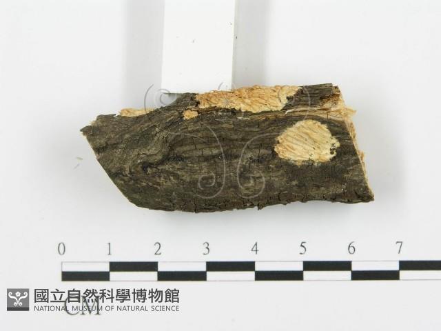 登錄號:F0017956藏品圖，第4張