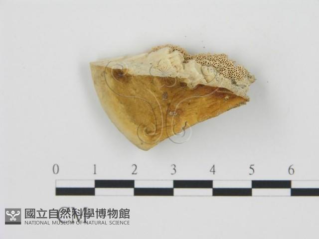 松生擬層孔菌藏品圖，第4張