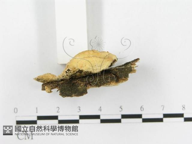 登錄號:F0020456藏品圖，第4張