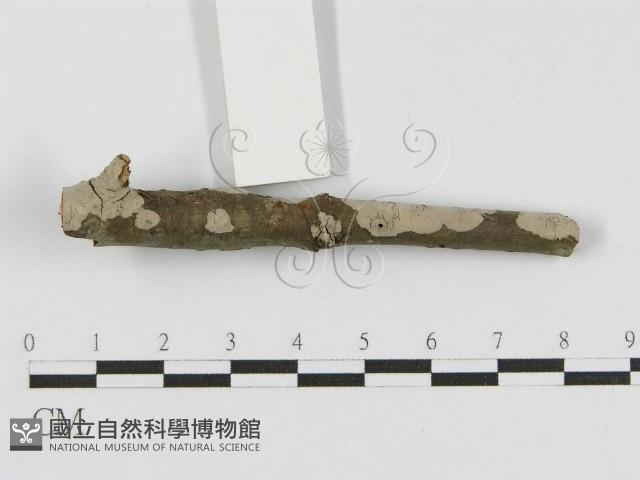 登錄號:F0010456藏品圖，第4張
