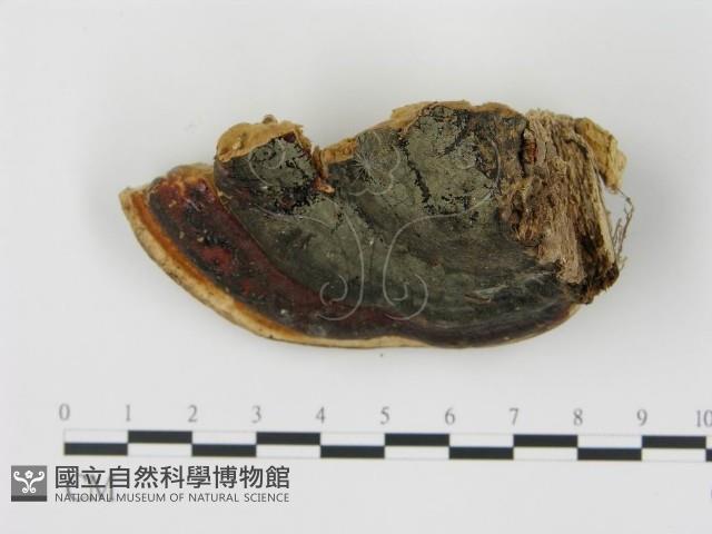 松生擬層孔菌藏品圖，第4張