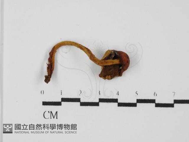 登錄號:F0031456藏品圖，第4張