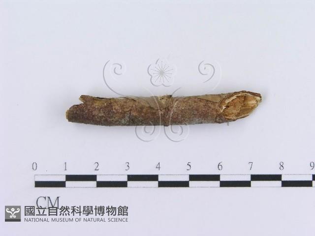 登錄號:F0013456藏品圖，第4張