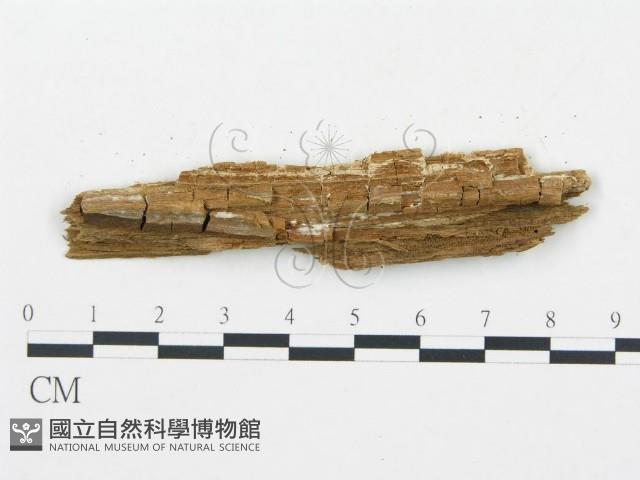 登錄號:F0019756藏品圖，第4張
