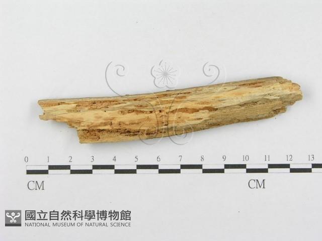 登錄號:F0001556藏品圖，第4張