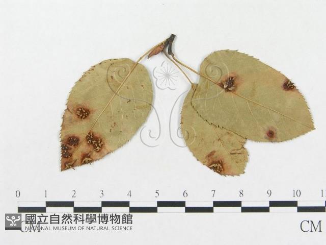 登錄號:F0011556藏品圖，第4張