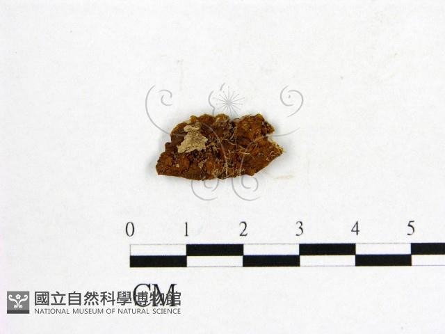 登錄號:F0017556藏品圖，第4張