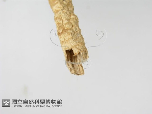 登錄號:F0003556藏品圖，第4張