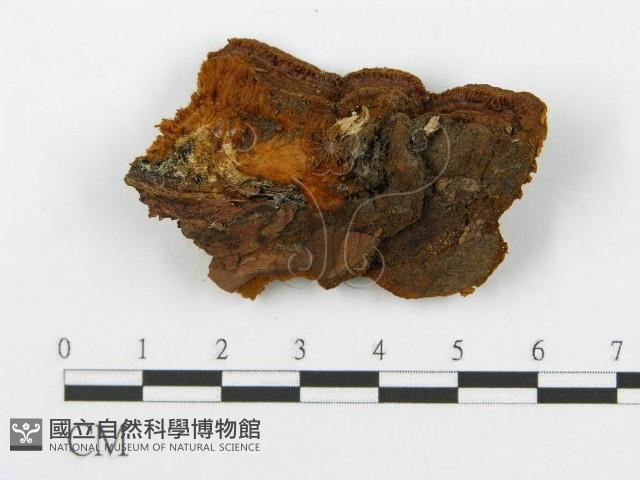 登錄號:F0016156藏品圖，第4張