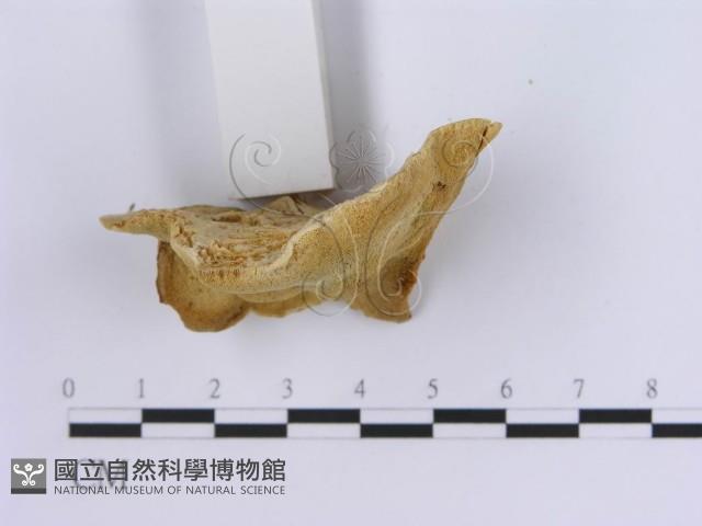 登錄號:F0007156藏品圖，第4張