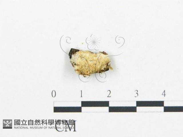 登錄號:F0006056藏品圖，第4張