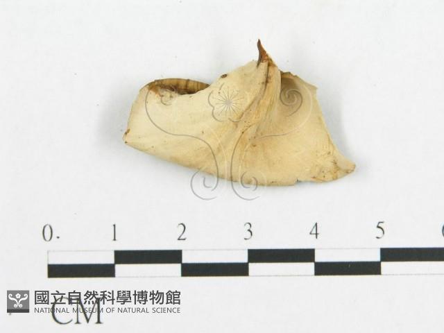 登錄號:F0007056藏品圖，第4張