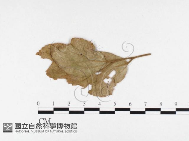 登錄號:F0026356藏品圖，第4張