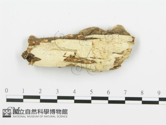 登錄號:F0006356藏品圖，第4張
