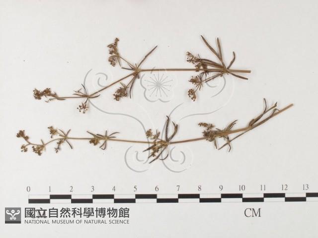 登錄號:F0026246藏品圖，第4張
