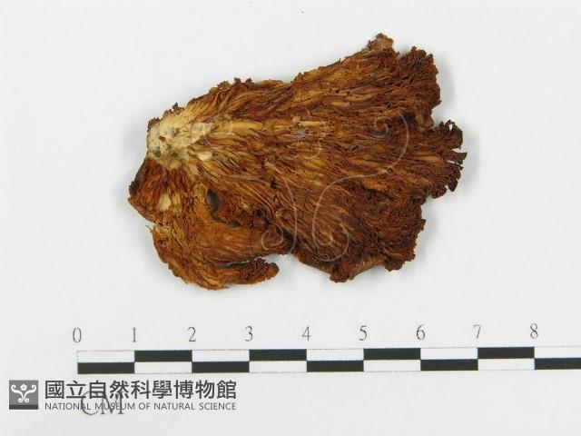 登錄號:F0001246藏品圖，第4張
