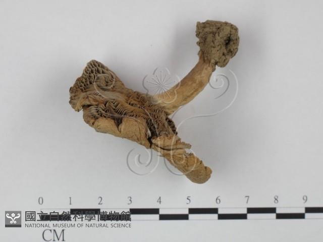 登錄號:F0011246藏品圖，第4張