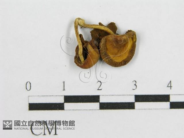 登錄號:F0013246藏品圖，第4張