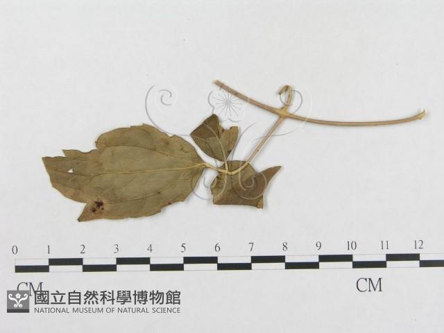 登錄號:F0018946藏品圖，第4張
