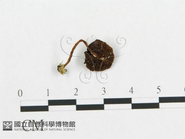 登錄號:F0004946藏品圖，第5張