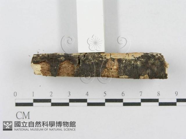 射脈菌屬藏品圖，第4張