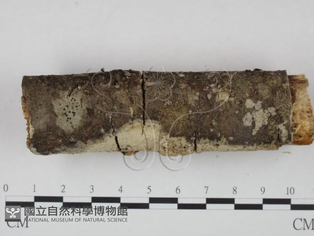 登錄號:F0002946藏品圖，第4張