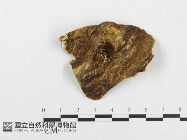 登錄號:F0005946藏品圖，第4張