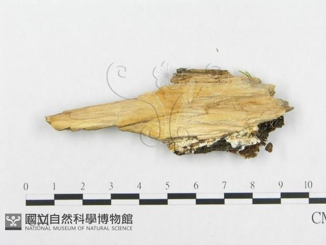 館號:F0019946藏品圖，第4張