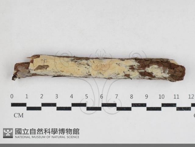 登錄號:F0033946藏品圖，第4張