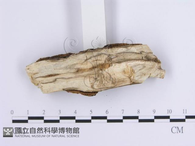 登錄號:F0001646藏品圖，第4張