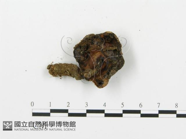 登錄號:F0002646藏品圖，第4張