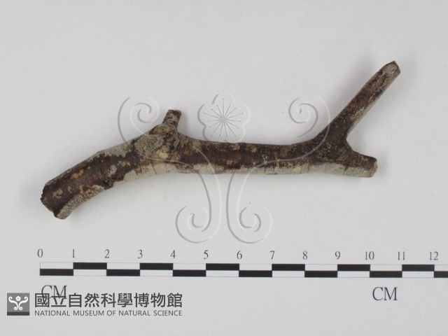 登錄號:F0023646藏品圖，第4張