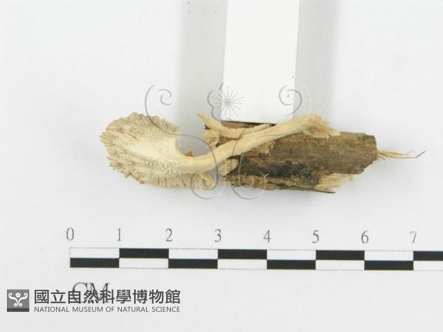 波邊革菌屬藏品圖，第4張