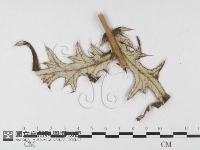 登錄號:F0026446藏品圖，第4張