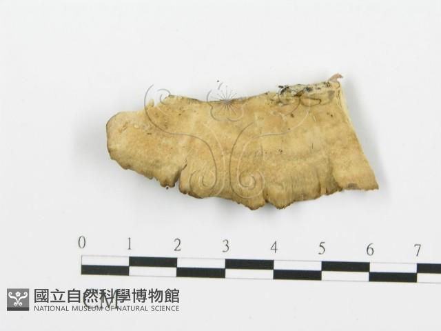 煙管菌藏品圖，第1張