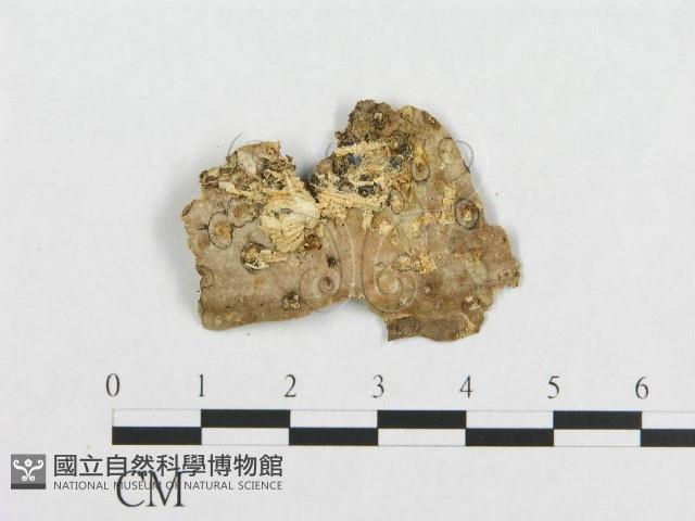 登錄號:F0017446藏品圖，第4張