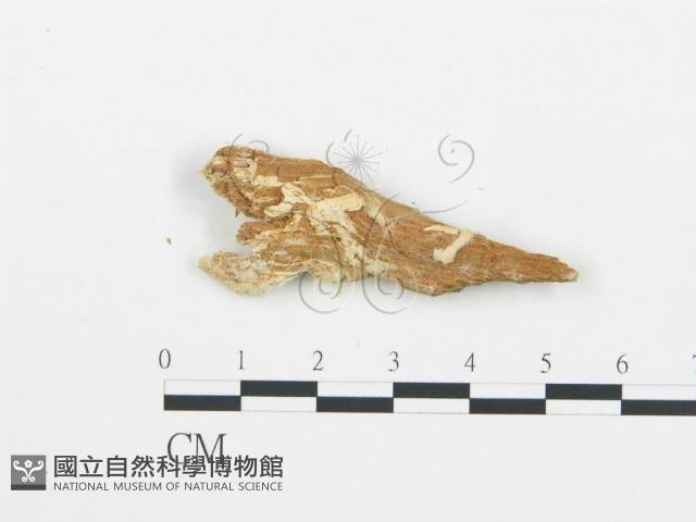 牛樟芝藏品圖，第4張