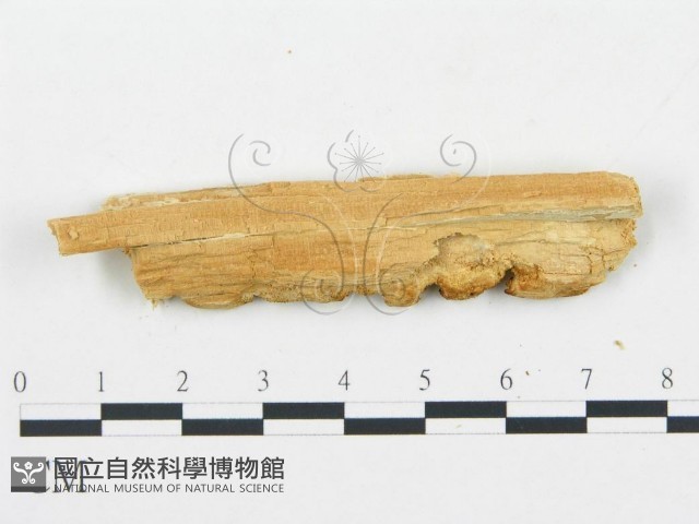登錄號:F0005746藏品圖，第4張