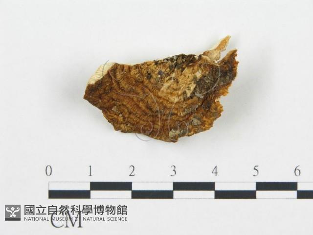 登錄號:F0019746藏品圖，第4張