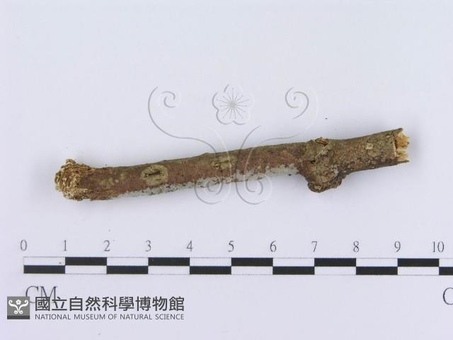 管齒菌屬藏品圖，第4張