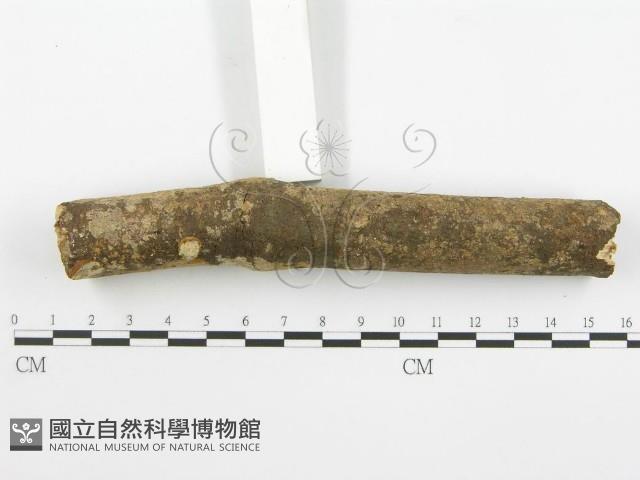 登錄號:F0001546藏品圖，第4張