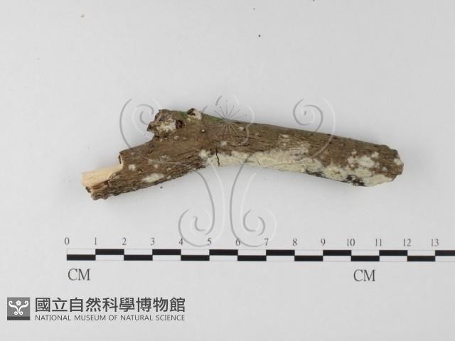 登錄號:F0025546藏品圖，第4張