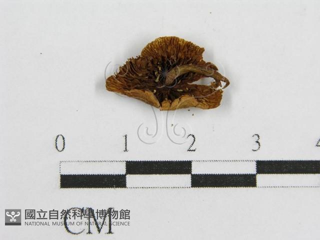登錄號:F0005546藏品圖，第4張