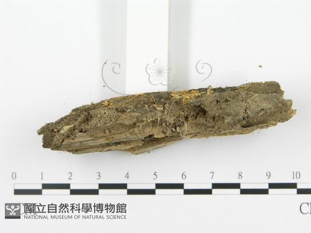 射脈菌屬藏品圖，第4張