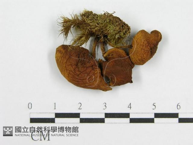 登錄號:F0013146藏品圖，第4張