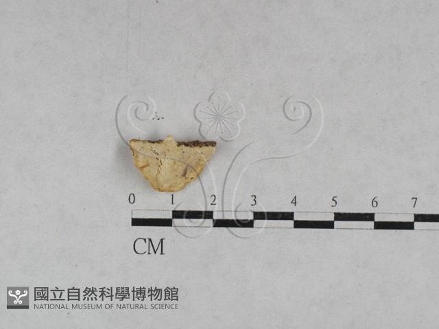 登錄號:F0028046藏品圖，第4張