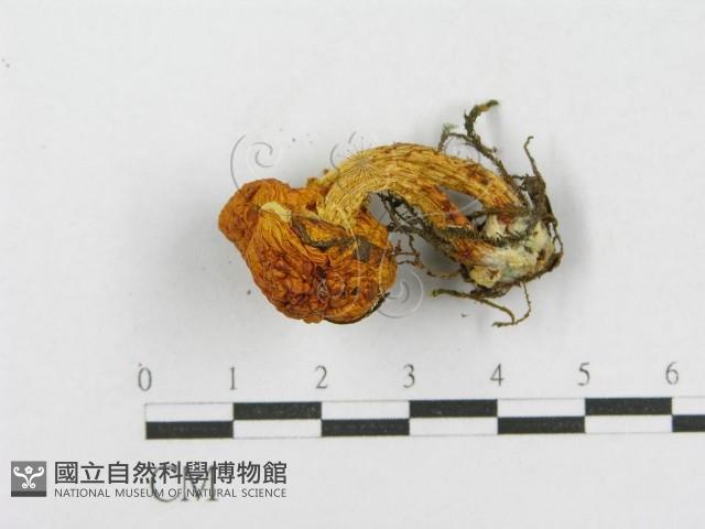 登錄號:F0017046藏品圖，第4張